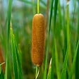 BLOOMIQUE - Typha Latifolia - Grand Massette - Cigare des marais - Plantes de bassin - H. 15-25 cm - P. 9 cm - vignette