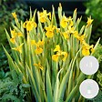 BLOOMIQUE - Lot de 3 - Iris Pseudacorus - Iris jaune - Plantes de bassin - H. 20-30 cm - P. 9 cm - vignette