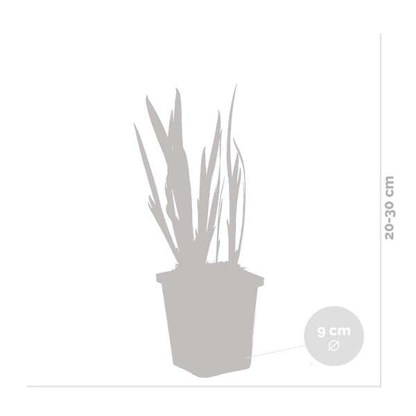 BLOOMIQUE - Lot de 3 - Iris Pseudacorus - Iris jaune - Plantes de bassin - H. 20-30 cm - P. 9 cm - large
