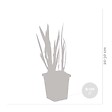 BLOOMIQUE - Lot de 3 - Iris Pseudacorus - Iris jaune - Plantes de bassin - H. 20-30 cm - P. 9 cm - vignette