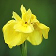 BLOOMIQUE - Lot de 3 - Iris Pseudacorus - Iris jaune - Plantes de bassin - H. 20-30 cm - P. 9 cm - vignette