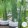 BLOOMIQUE - Equisetum Japonicum - Prêle du Japon - Plantes de bassin - H. 20-30 cm - P. 9 cm - vignette