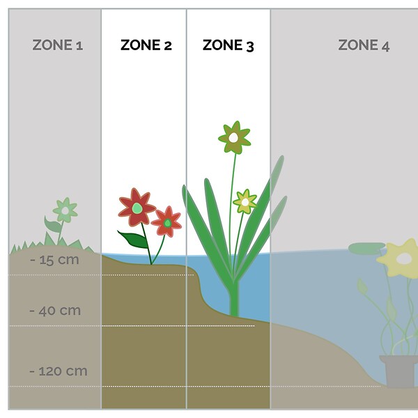 BLOOMIQUE - Equisetum Japonicum - Prêle du Japon - Plantes de bassin - H. 20-30 cm - P. 9 cm - large