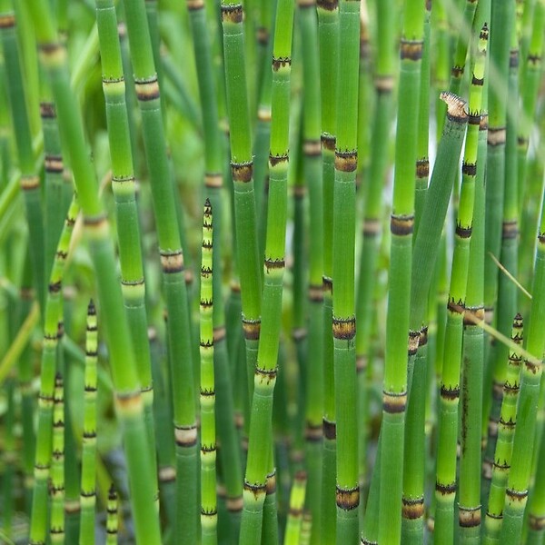 BLOOMIQUE - Equisetum Japonicum - Prêle du Japon - Plantes de bassin - H. 20-30 cm - P. 9 cm - large