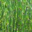 BLOOMIQUE - Equisetum Japonicum - Prêle du Japon - Plantes de bassin - H. 20-30 cm - P. 9 cm - vignette