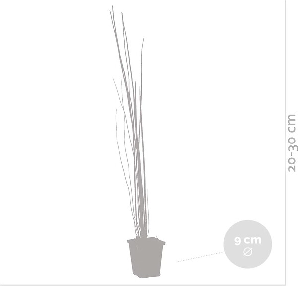 BLOOMIQUE - Equisetum Japonicum - Prêle du Japon - Plantes de bassin - H. 20-30 cm - P. 9 cm - large