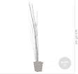 BLOOMIQUE - Equisetum Japonicum - Prêle du Japon - Plantes de bassin - H. 20-30 cm - P. 9 cm - vignette