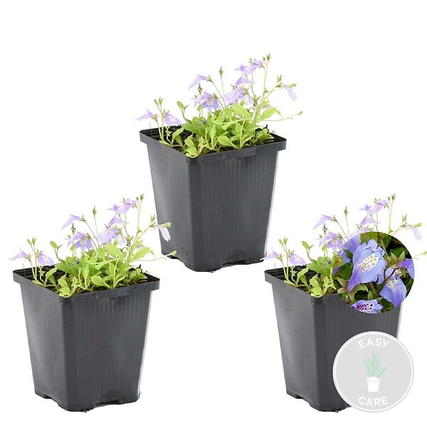 BLOOMIQUE - Lot de 3 - Mazus Reptans - Mazus rampant - Plantes de bassin - H. 10-20 cm - P. 9 cm - large