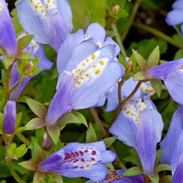BLOOMIQUE - Lot de 3 - Mazus Reptans - Mazus rampant - Plantes de bassin - H. 10-20 cm - P. 9 cm - large
