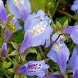 BLOOMIQUE - Lot de 3 - Mazus Reptans - Mazus rampant - Plantes de bassin - H. 10-20 cm - P. 9 cm - vignette