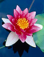 BLOOMIQUE - Lot de 2 - Nymphaea Attraction - Nénuphar - Rouge - Plantes de bassin - H. 10-20 cm - P. 11 cm - vignette