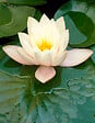 BLOOMIQUE - Lot de 2 - Nymphaea Marliacea Albida - Nénuphar - Blanc - Plantes de bassin - H. 10-20 cm - P. 11 cm - vignette