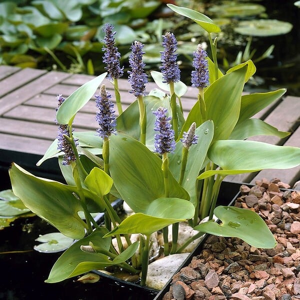 BLOOMIQUE - Pontédérie Cordata - Jacinthe d’eau - Pontédérie - Plantes de bassin - H. 10-20 cm - P. 9 cm - large