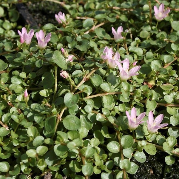 BLOOMIQUE - Anagallis Tenella - Mouron délicat - Plantes de bassin - Résistante au gel - H. 10-20 cm - P. 11 cm - large