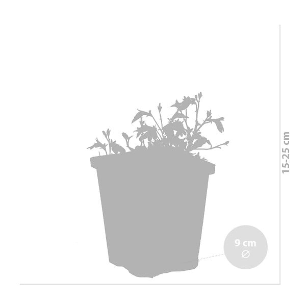 BLOOMIQUE - Lot de 6 - Mazus Reptans - Mazus rampant - Plantes de bassin - H. 10-20 cm - P. 9 cm - large
