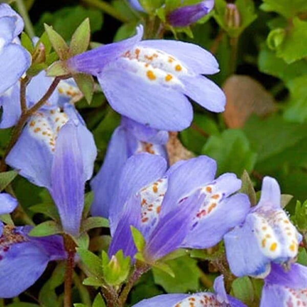 BLOOMIQUE - Lot de 6 - Mazus Reptans - Mazus rampant - Plantes de bassin - H. 10-20 cm - P. 9 cm - large