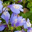BLOOMIQUE - Lot de 6 - Mazus Reptans - Mazus rampant - Plantes de bassin - H. 10-20 cm - P. 9 cm - vignette