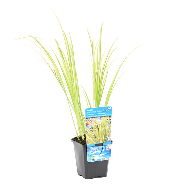 BLOOMIQUE - Acorus Ogon - Acore nain - Plantes de bassin - Résistante au gel - Hauteur 10-20 cm - Pot 9 cm - large