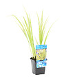 BLOOMIQUE - Acorus Ogon - Acore nain - Plantes de bassin - Résistante au gel - Hauteur 10-20 cm - Pot 9 cm - vignette