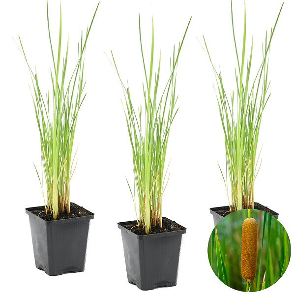 BLOOMIQUE - Lot de 3 - Typha Latifolia - Grand Massette - Cigare des marais - H. 15-25 cm - P. 9 cm - large