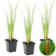 BLOOMIQUE - Lot de 3 - Typha Latifolia - Grand Massette - Cigare des marais - H. 15-25 cm - P. 9 cm - vignette