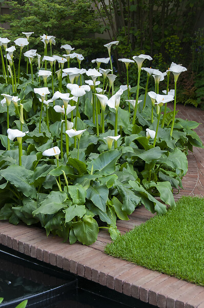 BLOOMIQUE - Zantedeschia Aethiopica - Arum blanc - Plantes de bassin - Résistante au gel - H. 10-20 cm - P. 9 cm - large