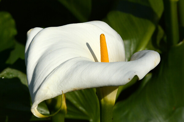 BLOOMIQUE - Zantedeschia Aethiopica - Arum blanc - Plantes de bassin - Résistante au gel - H. 10-20 cm - P. 9 cm - large