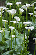 BLOOMIQUE - Zantedeschia Aethiopica - Arum blanc - Plantes de bassin - Résistante au gel - H. 10-20 cm - P. 9 cm - vignette