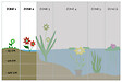 BLOOMIQUE - Zantedeschia Aethiopica - Arum blanc - Plantes de bassin - Résistante au gel - H. 10-20 cm - P. 9 cm - vignette