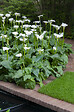 BLOOMIQUE - Zantedeschia Aethiopica - Arum blanc - Plantes de bassin - Résistante au gel - H. 10-20 cm - P. 9 cm - vignette
