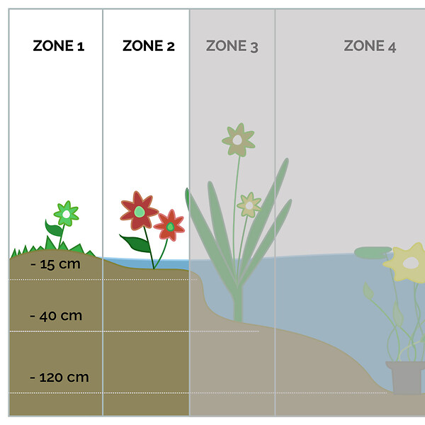 BLOOMIQUE - Mazus Reptans - Mazus rampant - Plantes de bassin - Plantes aquatiques - H. 10-20 cm - P. 9 cm - large
