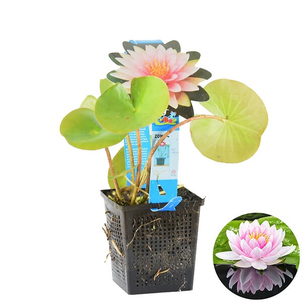 BLOOMIQUE - Nymphaea Wilfron Gonnere - Nénuphar - Rose - Plantes de bassin - H. 10-20 cm - P. 11 cm - large