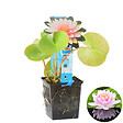 BLOOMIQUE - Nymphaea Wilfron Gonnere - Nénuphar - Rose - Plantes de bassin - H. 10-20 cm - P. 11 cm - vignette