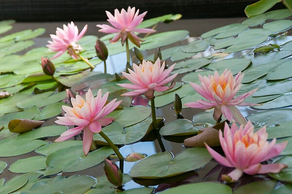 BLOOMIQUE - Nymphaea Wilfron Gonnere - Nénuphar - Rose - Plantes de bassin - H. 10-20 cm - P. 11 cm - large