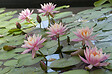 BLOOMIQUE - Nymphaea Wilfron Gonnere - Nénuphar - Rose - Plantes de bassin - H. 10-20 cm - P. 11 cm - vignette