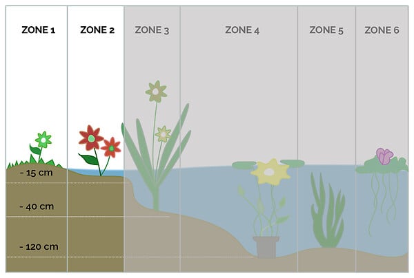 BLOOMIQUE - Lot de 3 - Acorus Ogon - Acore nain - Plantes de bassin - Résistante au gel - H. 10-20 cm - P. 9 cm - large