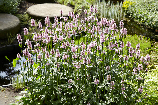 BLOOMIQUE - Mentha Aquatica - Menthe aquatique - Plantes de bassin - Plantes aquatiques - H. 10-20 cm - P. 9 cm - large