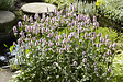 BLOOMIQUE - Mentha Aquatica - Menthe aquatique - Plantes de bassin - Plantes aquatiques - H. 10-20 cm - P. 9 cm - vignette