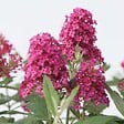 PLANT IN A BOX - Arbre à papillons - Buddleja davidii 'Candy' - Hauteur 30-40cm - ⌀19cm - vignette