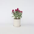 PLANT IN A BOX - Arbre à papillons - Buddleja davidii 'Candy' - Hauteur 30-40cm - ⌀19cm - vignette