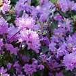 PLANT IN A BOX - Buisson à fleurs - Set de 3 - Rhododendron catawbiense - Hauteur 25-40cm - ⌀9cm - vignette