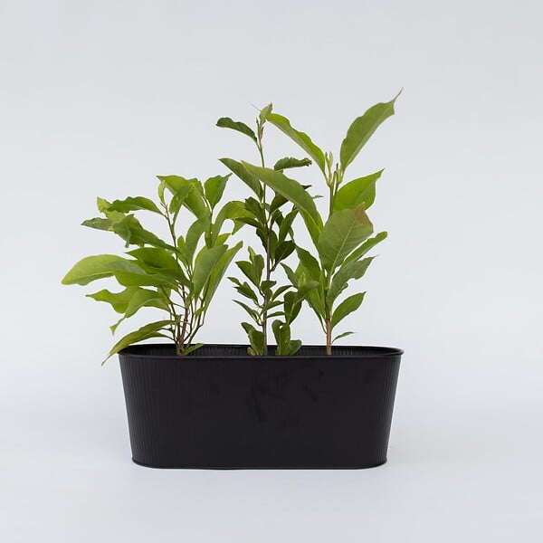 PLANT IN A BOX - Arbre à tulipes - Set de 3 - Magnolia 'Susan' - Hauteur 25-40cm - ⌀9cm - large