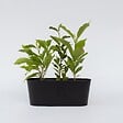 PLANT IN A BOX - Arbre à tulipes - Set de 3 - Magnolia 'Susan' - Hauteur 25-40cm - ⌀9cm - vignette