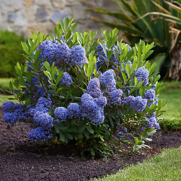 PLANT IN A BOX - Lilas de Californie - Set de 2 - Ceanothus Repens - H60-70cm - ⌀17cm - large