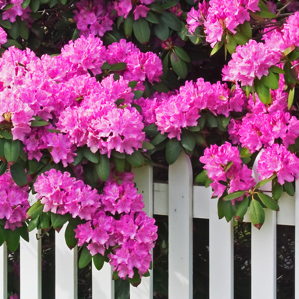 PLANT IN A BOX - Buisson à fleurs - Set de 3 - Rhododendron roseum - Hauteur 25-40cm - ⌀9cm - large