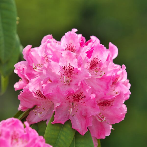 PLANT IN A BOX - Buisson à fleurs - Set de 3 - Rhododendron roseum - Hauteur 25-40cm - ⌀9cm - large
