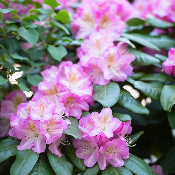 PLANT IN A BOX - Buisson à fleurs - Set de 3 - Rhododendron roseum - Hauteur 25-40cm - ⌀9cm - large