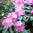 PLANT IN A BOX - Buisson à fleurs - Set de 3 - Rhododendron roseum - Hauteur 25-40cm - ⌀9cm - vignette