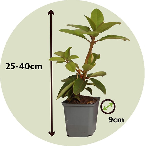 PLANT IN A BOX - Buisson à fleurs - Set de 3 - Rhododendron roseum - Hauteur 25-40cm - ⌀9cm - large