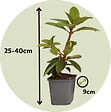 PLANT IN A BOX - Buisson à fleurs - Set de 3 - Rhododendron roseum - Hauteur 25-40cm - ⌀9cm - vignette